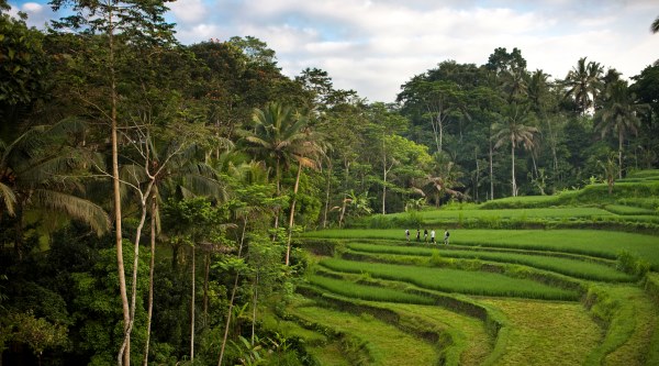The rice fields and rainforest near Como Shambhala Estate in Bali