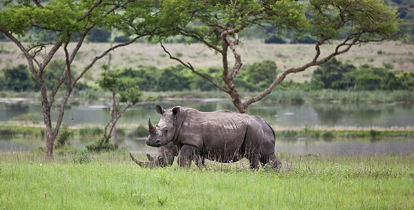 rhinos at karkloof