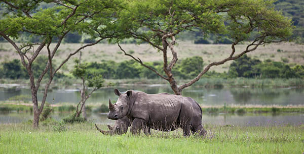 karkloof safari spa view rhino