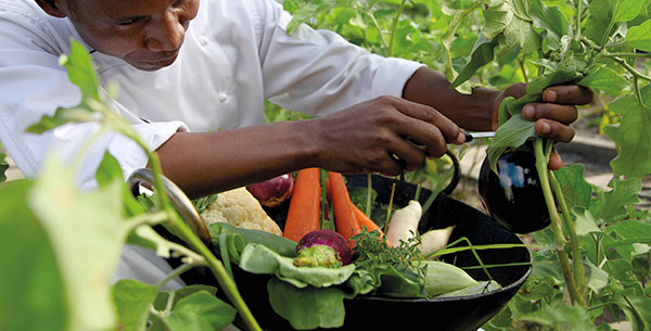 vegetables shanti maurice