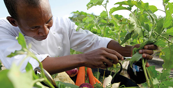 Man cutting carrots from vegetable patch at Shanti Maurice Resort and Spa in Mauritius