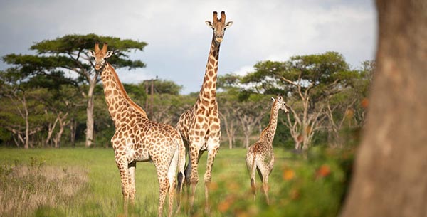 Giraffes at the Karkloof Safari
