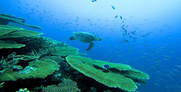 Scuba diving at COMO Maalifushi in the Maldives