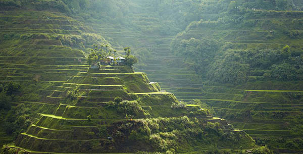 philippines rice terrace