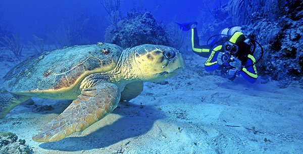 Diving Laluna