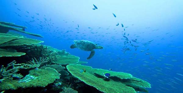 Diving Maalifushi