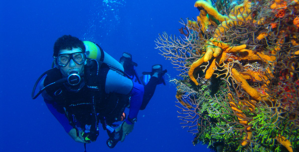 Diving Zen Resort Bali