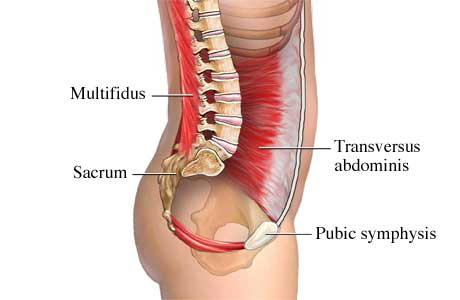 back pain cross section