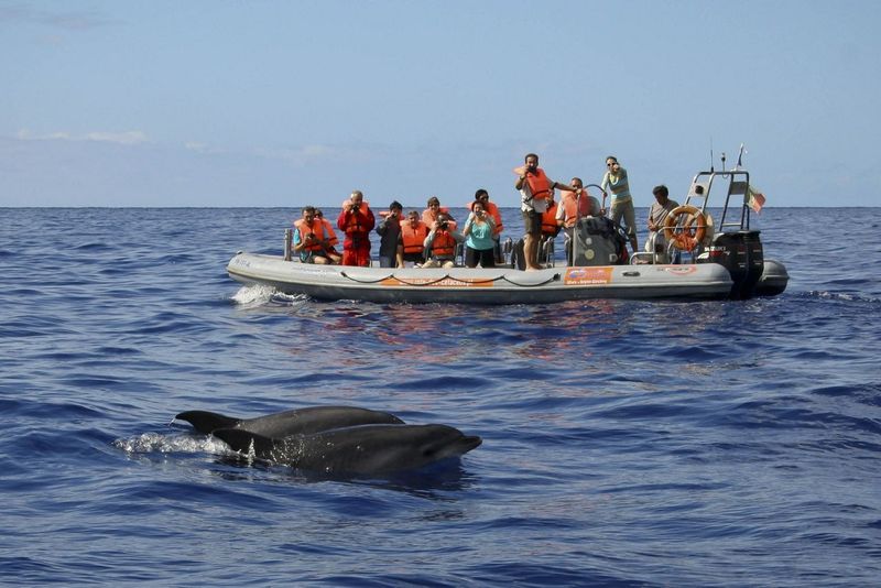 Dolphin spotting in Portugal