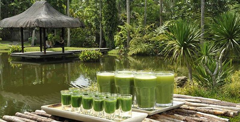 Wheatgrass shots at The Farm San Benito