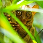 lemur peering through foliage