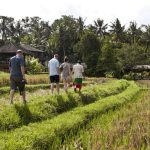 Bali Discover Recover™