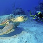 St Lucia Discover Recover™