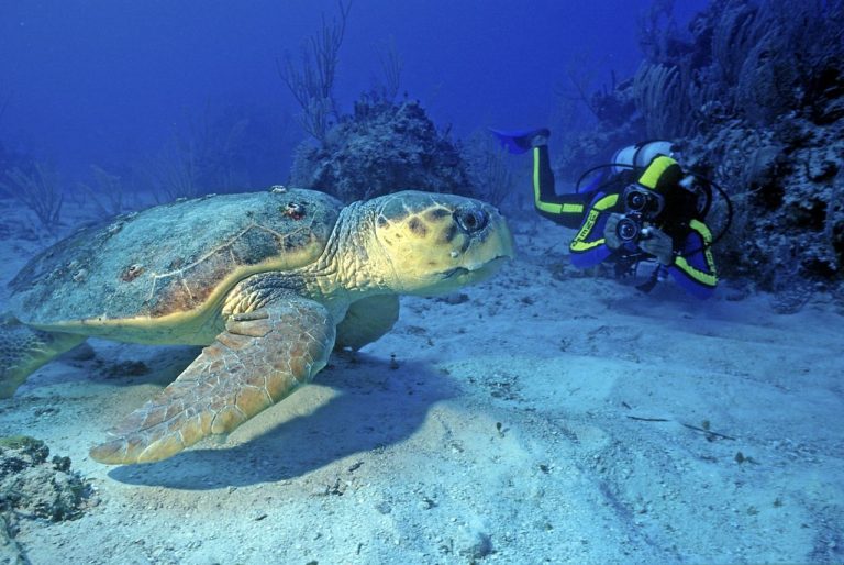 St Lucia Discover Recover™