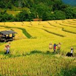 Thailand Discover Recover™