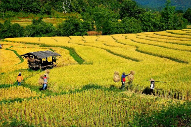 Thailand Discover Recover™