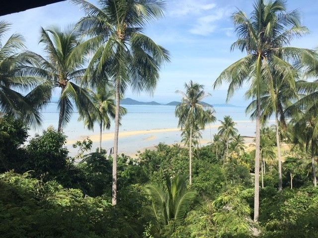 Palm trees in front of the beach in Koh Samui