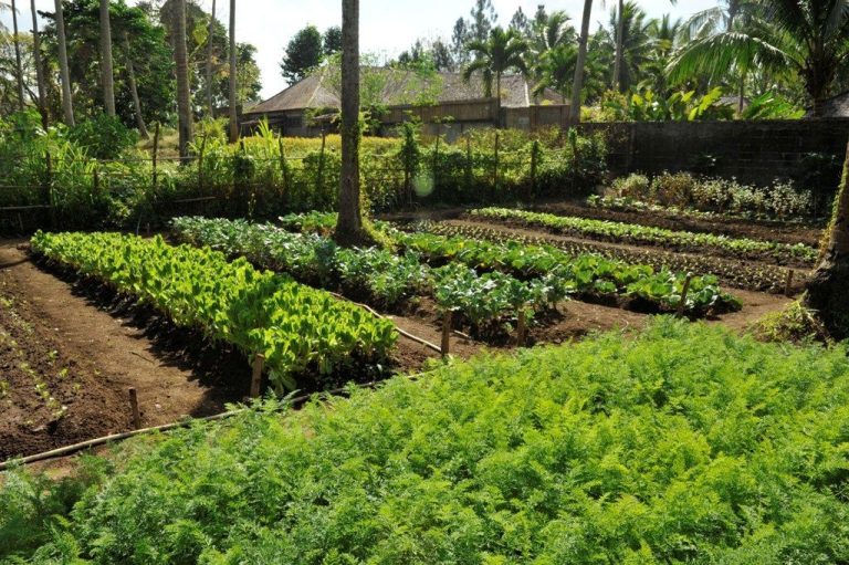 The Farm at San Benito