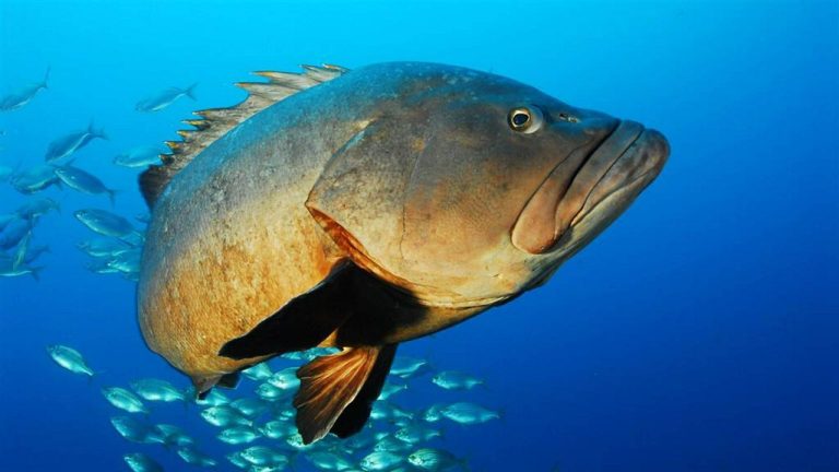 Ayurveda Immune Booster at Galo Resort