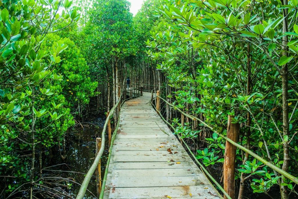 Wooden bridge surrounded by the jungle