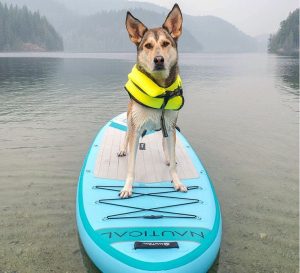 A Beginners Guide to Learning How to Paddleboard