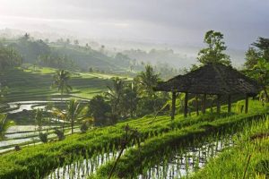 Top Fitness Retreats in Bali