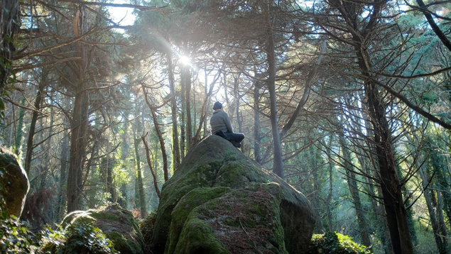 Forestry at Palacio Estoril