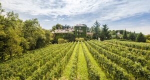 L’Albereta Relais & Châteaux vineyards