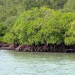 India - MangroveForests