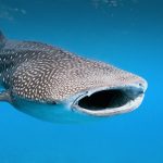 Maldives - EXPERIENCE1