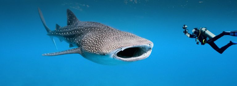 Maldives - EXPERIENCE1