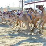Qatar - Al Shahaniya Camel Racing