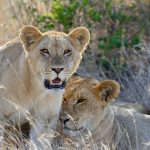 South Africa - Big Five