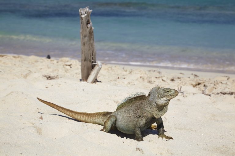 Turks & Caicos - IguanaIslandLittleWaterCay