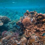 Australia- Great Barrier Reef