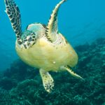 Oman- turtle sanctuary