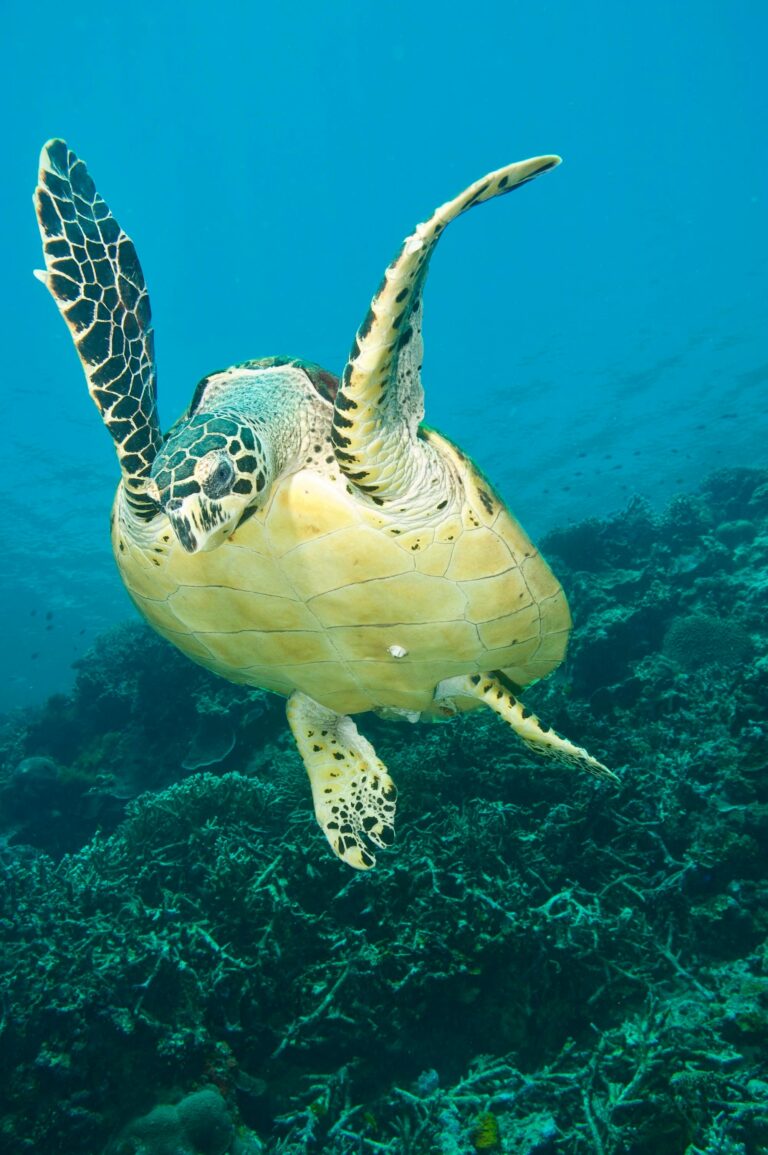 Oman- turtle sanctuary